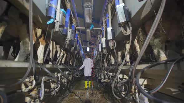 Modern cow milking parlor.