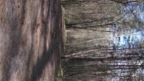 Vertical Video of a Road in the Forest Slow Motion