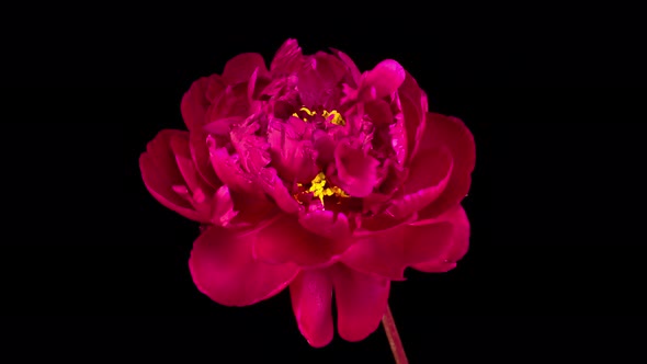 Time Lapse of Opening Beautiful Red Peony Flowers