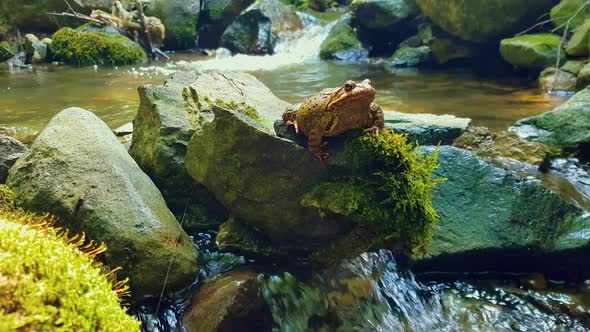 Fat frog resting on a rock in a forest stream.