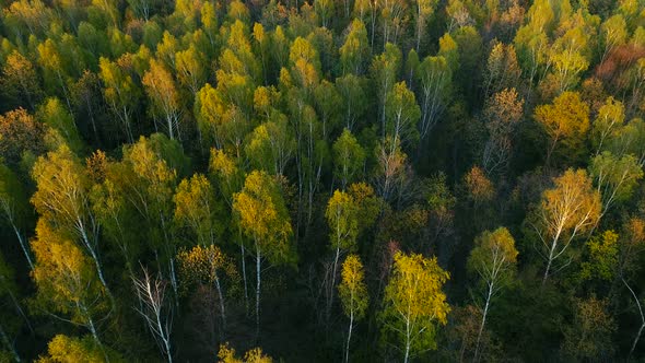 Wild Spring Forest on Sunset