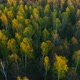 Wild Spring Forest on Sunset - VideoHive Item for Sale