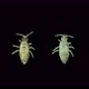 Collembola Insects Under a Microscope Order Entomobryomorpha Possibly the Family Entomobryidae - VideoHive Item for Sale