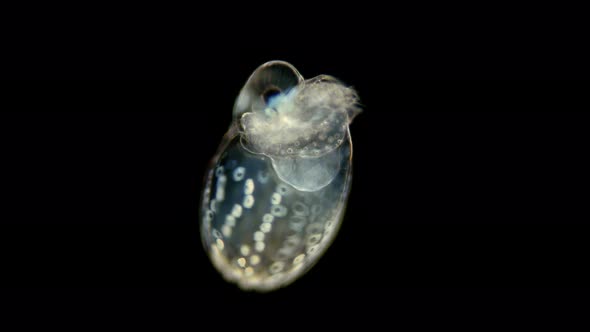 Black Sea Plankton and Zooplankton Under a Microscope, Water Flea or Also Called Marine Cladoceran