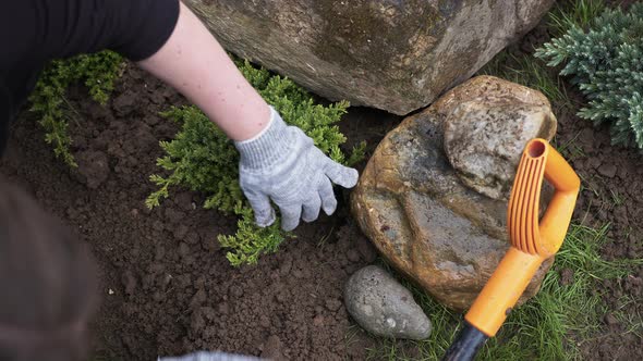 Closeup of Planting a Young Thuja Tree in a Hole