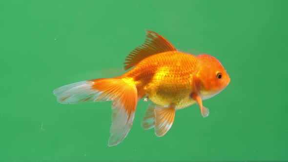 Gold Fish On Green Screen Background