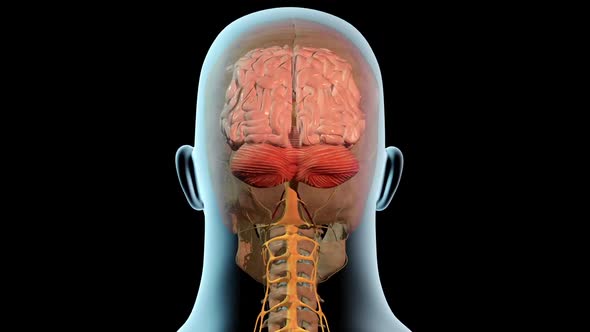 Brain Anatomical Position In Full Rotation