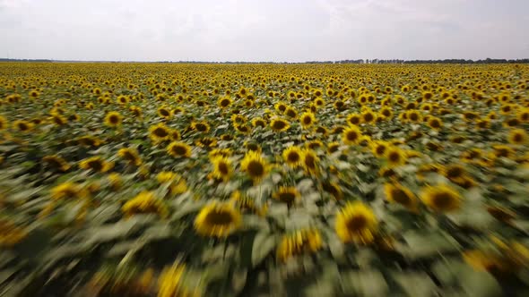 Dangerous flight over a field of blooming sunflowers at high speed on drone