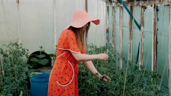 Young Woman Gardener Working with Plants in Greenhouse. A Girl Checks How Tomatoes and Cucumbers