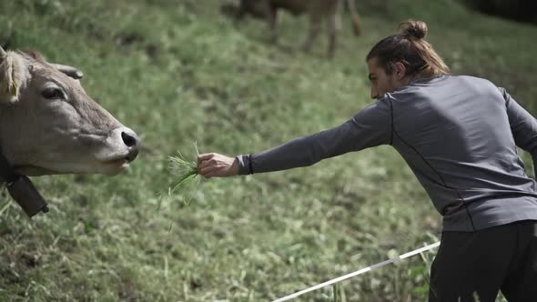 Cheerful male feeding bull with grass