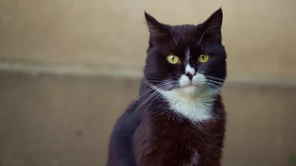 An important look of a cat on the street