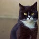 An important look of a cat on the street - VideoHive Item for Sale