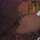 Aerial View of Spruce and Beech Forest in Spring in Nice Light Golden Hour - VideoHive Item for Sale