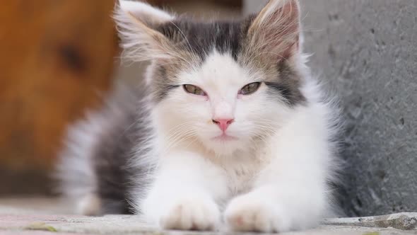 Beautiful Black and White Kitten She Sits and Looks Into the Camera Lens