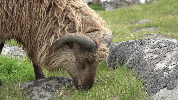 Sheep graze on the shore of the sea. Icleland.