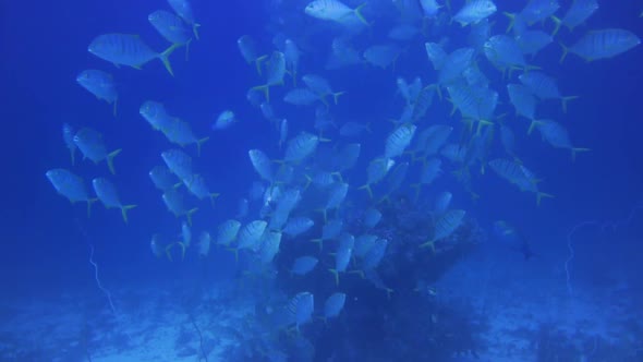 A rock at the bottom of the sea with schools of jack fish & yellow fin trevally swimming up from the
