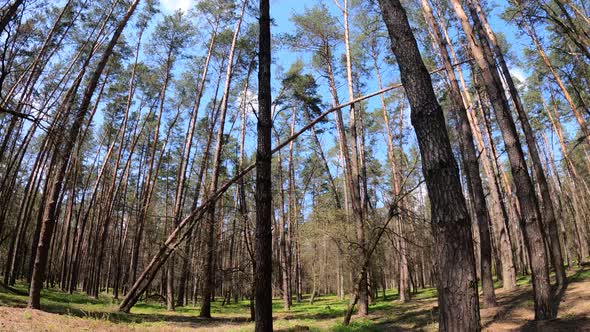 Forest with Pine Trees During the Day POV