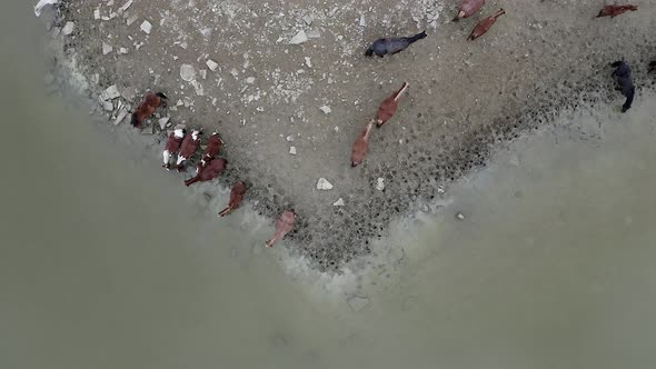 Aerial top view of grazing horses drinking water from the lake Bugaz Crimea Russia. Domestic animals