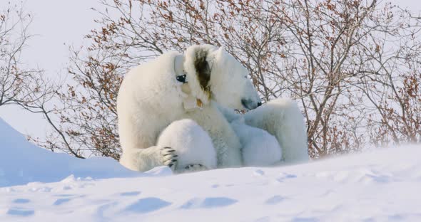 Two Polar Bear cubs and sow. Sow looks around as one cub paws at her face, playing.