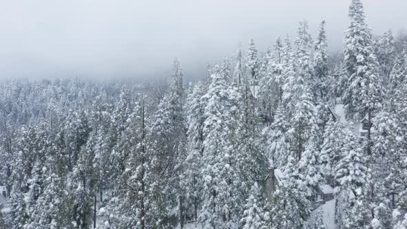Cinematic Drone Flight Through Scenic Snowfall Snow Flakes Covering Fir Trees