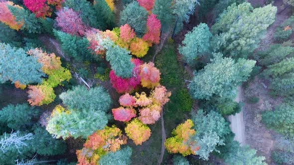 Cinematic downward angle  drone shot of bright colored trees on Mount Lemmon Arizona