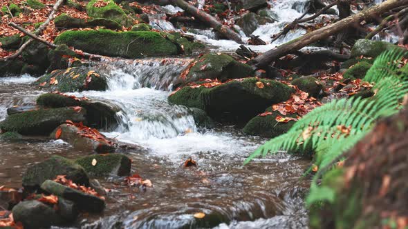 Mountain River with Autumn Logs and Leaves