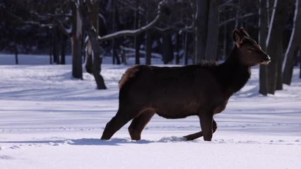 elk walking in snow looks at camera slomo epic wildlife