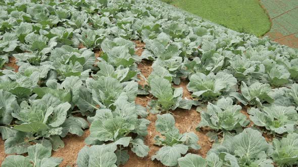 Cabbage Farm