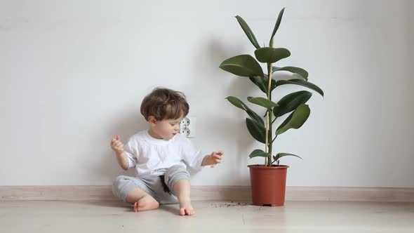 Little boy sits near plant in pot on floor