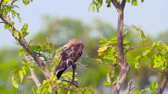 Changeable hawk eagle in Arugam bay nature reserve, Sri Lanka 