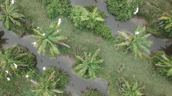 Top down view egrets fly away