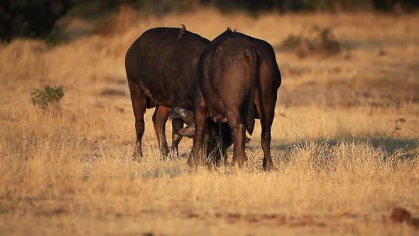 Two large buffalo, syncerus caffer wrestle and fight for dominance in golden light at Sabi Sands pri