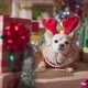 chihuahua dog with stylish fasioned dear horn smile and joyful with christmas tree decorating - VideoHive Item for Sale