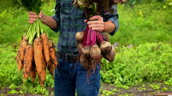 A Man Farmer Holds a Harvest of Beets and Carrots in His Hands