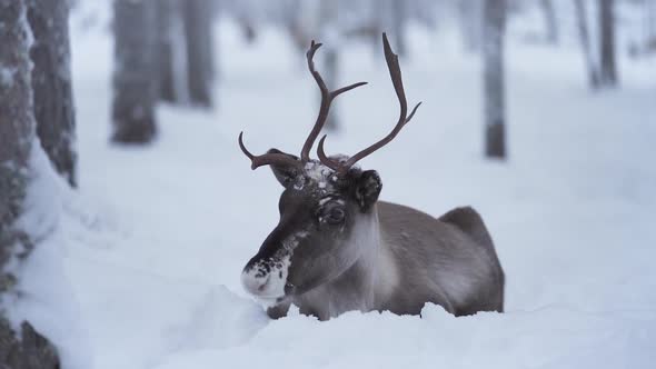 Slowmotion of reindeer laying in snow with a sad face.