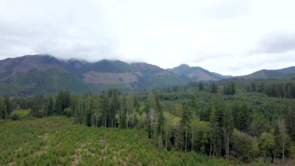 Aerial flying over mountain terrain where trees are being cut down and new ones are being planted.