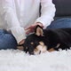 Shiba inu puppy sleeping on the floor, being petted by female owner - VideoHive Item for Sale