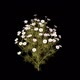 Growing Chmomile Flowers - VideoHive Item for Sale