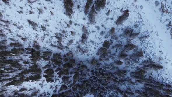 Pine tree forest in snow from above