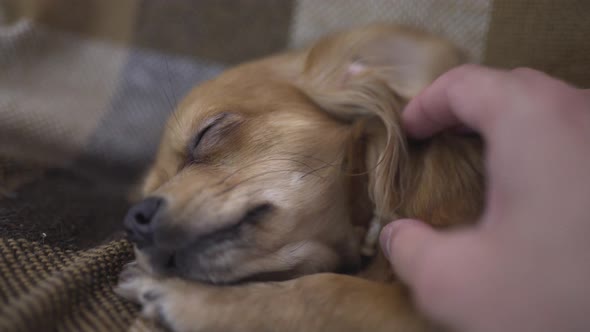 Adorable Funny Dog Chihuaha Sleeps on Plaid a Person's Hand Strokes a Sleepy Pet