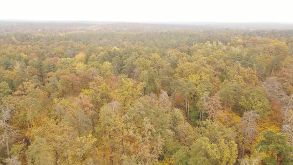 Trees in the Forest on an Autumn Day