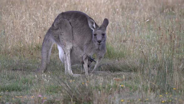 kangaroo mum, with joey in her pouch, graze at kosciuszko