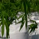Close Up Shot Of Organic Windy Outdoor Cannabis Nursery Farm - VideoHive Item for Sale