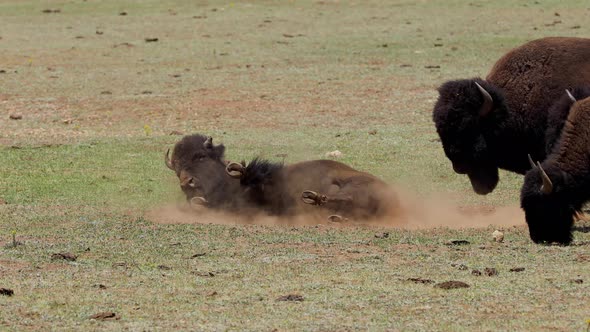 A herd of bison in Arizona