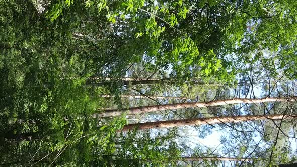 Vertical Video of a Forest with Trees