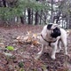 Young Pug walks in the Forest - VideoHive Item for Sale