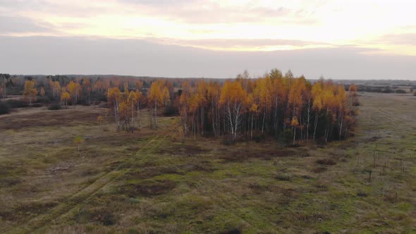 Autumn Landscape. Yellow Birch Grove Under a Beautiful, Fabulous Sky, Aerial View