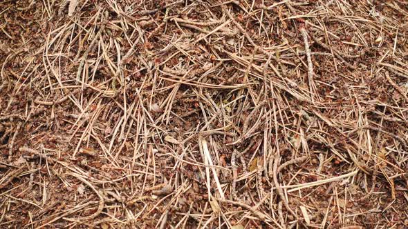 Time Lapse of Ants Close-up. Big Anthill, Population of Ant City.