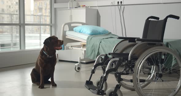 Cute Labrador Dog Sitting in Hospital Ward Looking at Empty Wheelchair