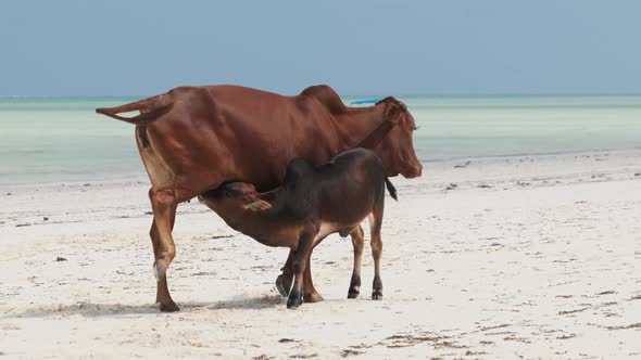 African Humpback Cow Feeds a Calf on a Tropical Sandy Beach By Ocean Zanzibar